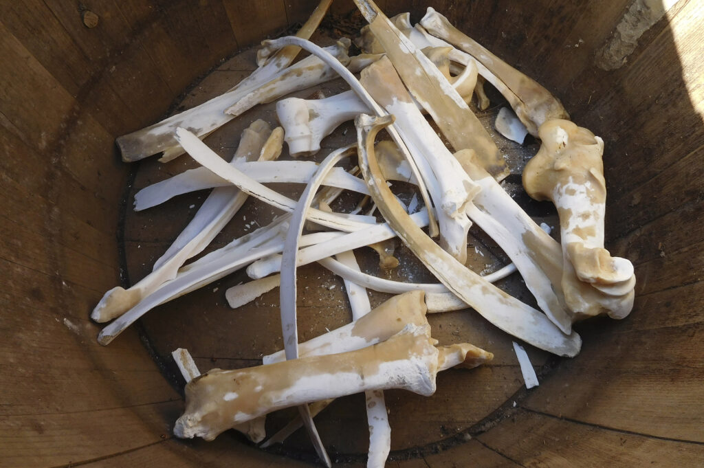 Irina Nakhova, Story of the Land, installation detail, bones and barrel, 2021