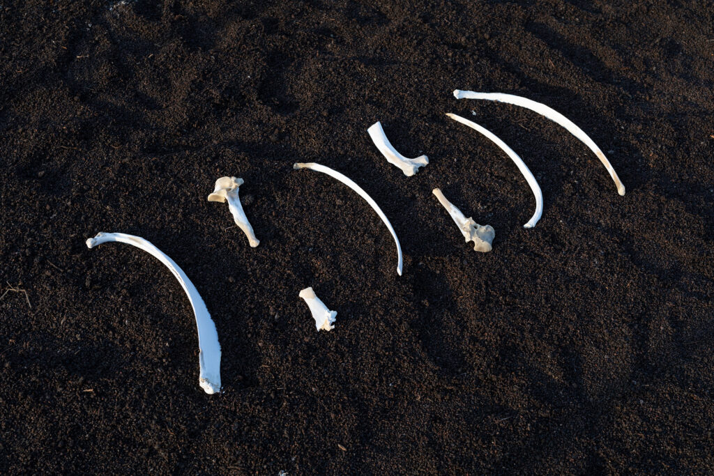 Irina Nakhova, Story of the Land, installation detail, Bone Divination No. 37, 2021